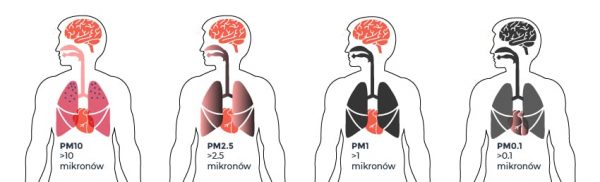 Absorption of PM depending on the size of the particles