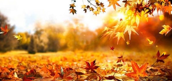 obrazek wyróżniający jesien